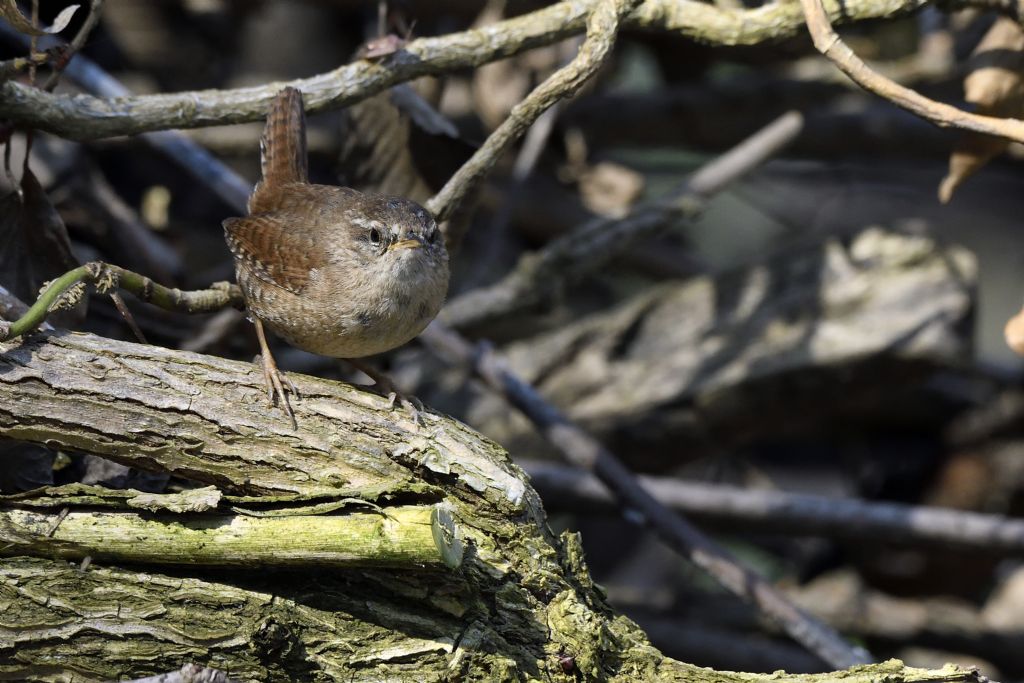 Scricciolo, Troglodytes troglodytes