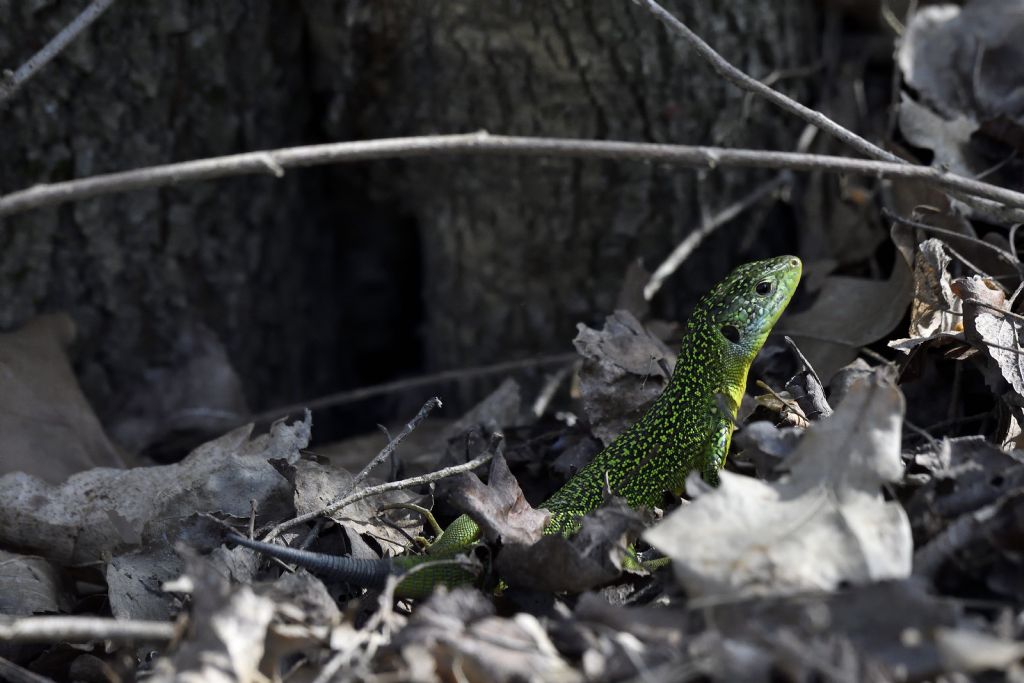 Ramarro, Lacerta bilineata