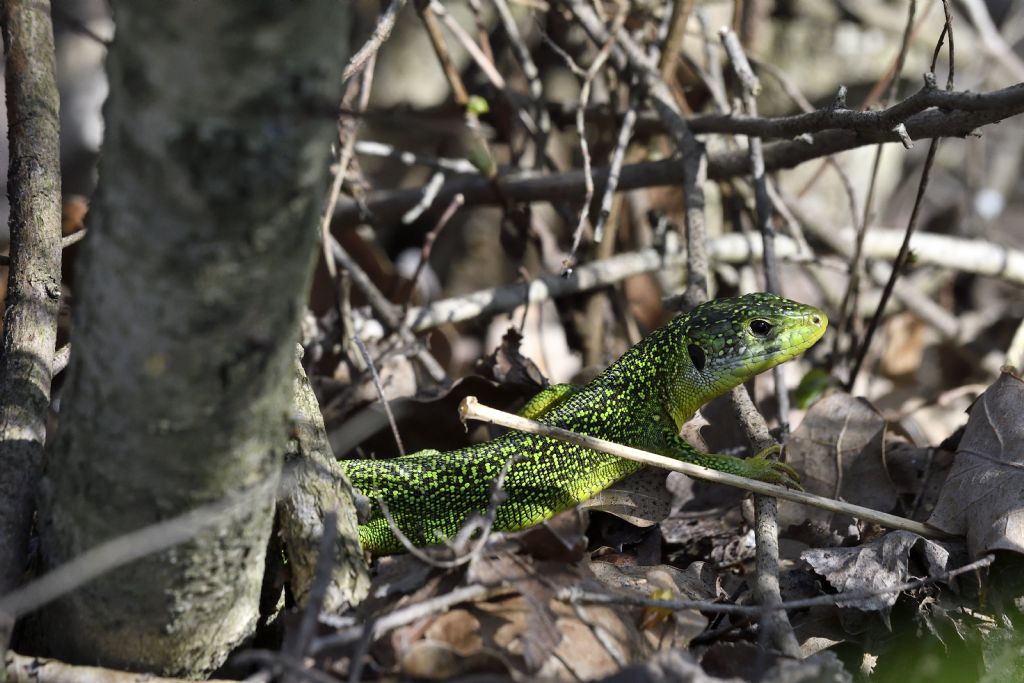 Ramarro, Lacerta bilineata