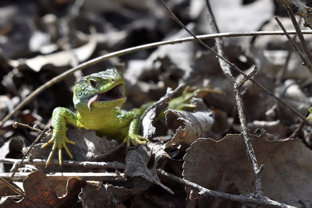 Ramarro, Lacerta bilineata