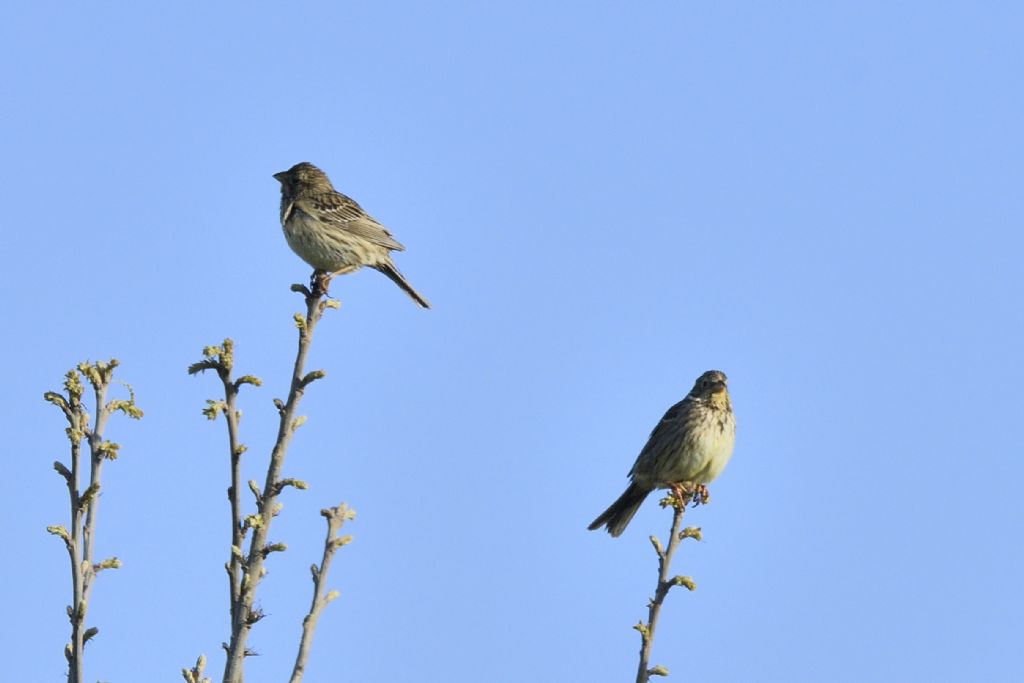 Strillozzi, Emberiza calandra?