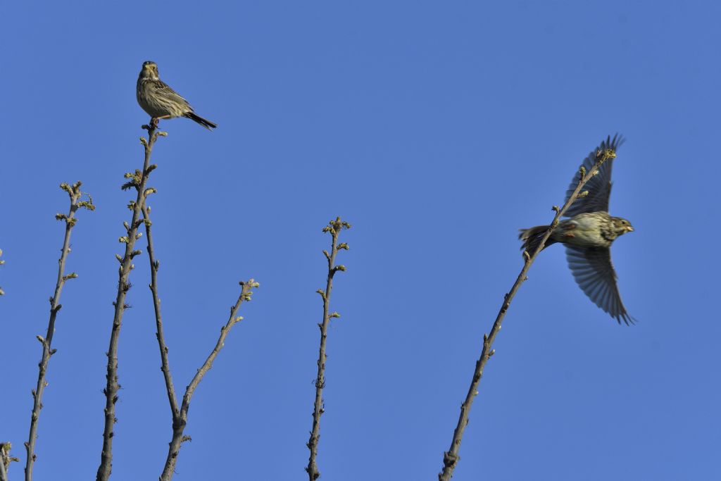 Strillozzi, Emberiza calandra?