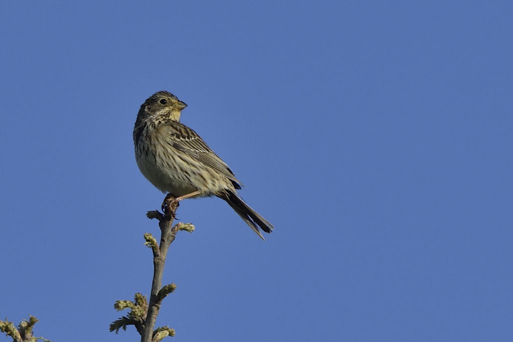 Strillozzi, Emberiza calandra?