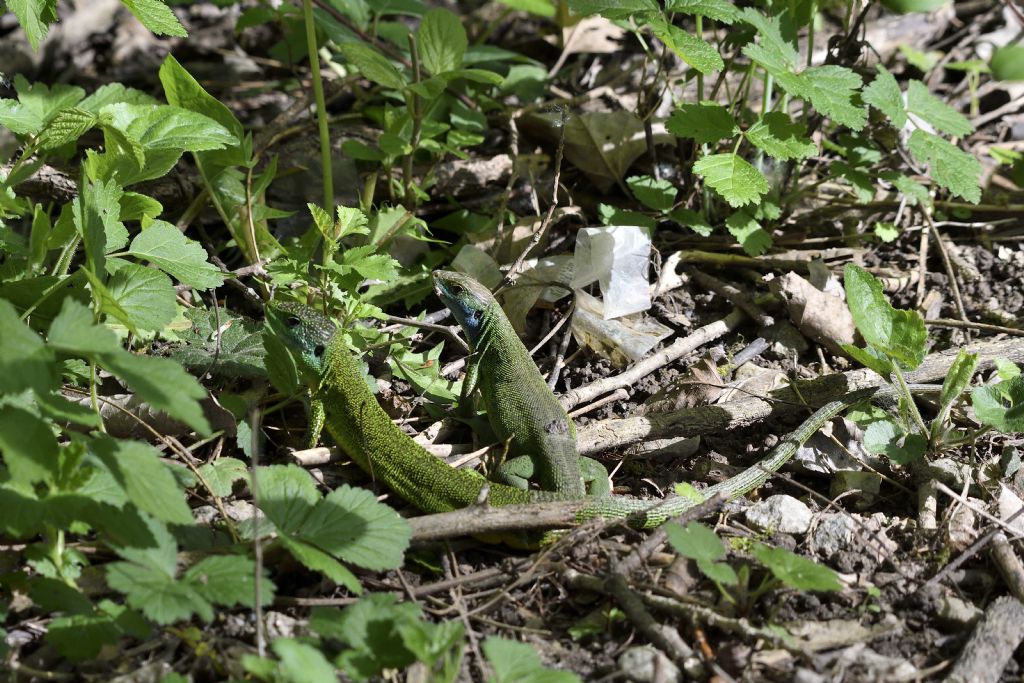 Ramarro, Lacerta bilineata