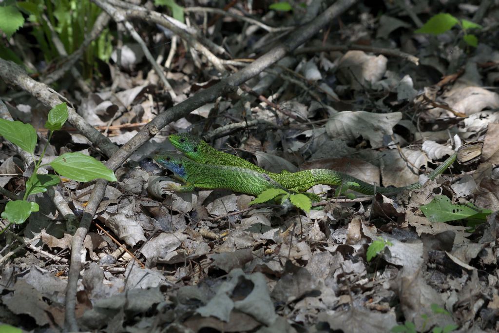 Ramarro, Lacerta bilineata