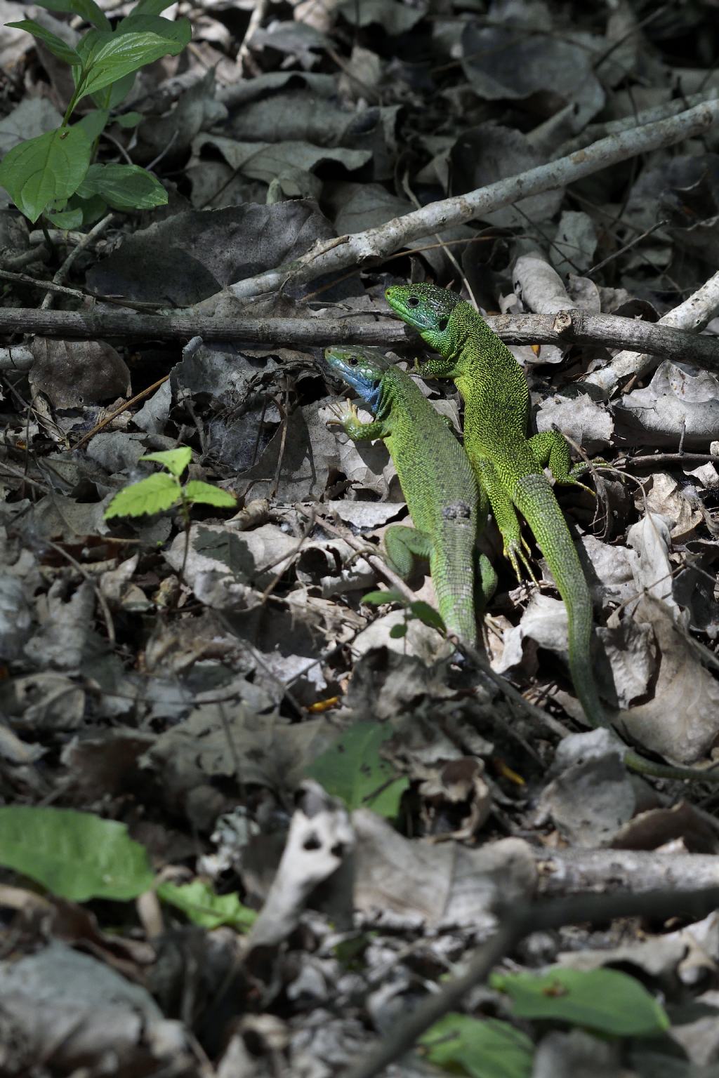 Ramarro, Lacerta bilineata