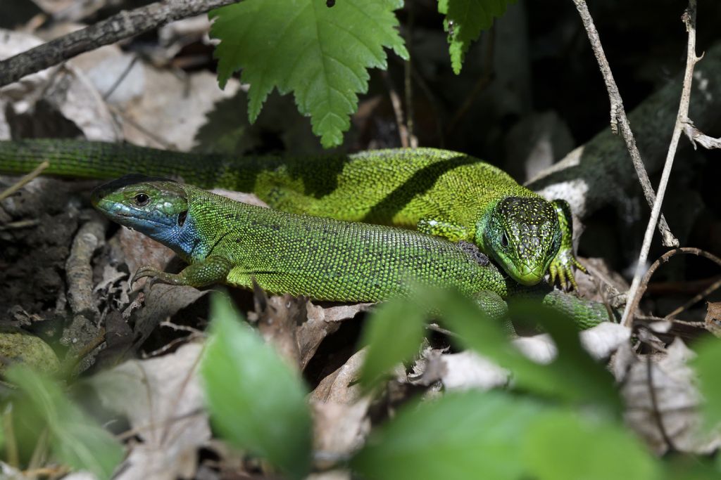 Ramarro, Lacerta bilineata