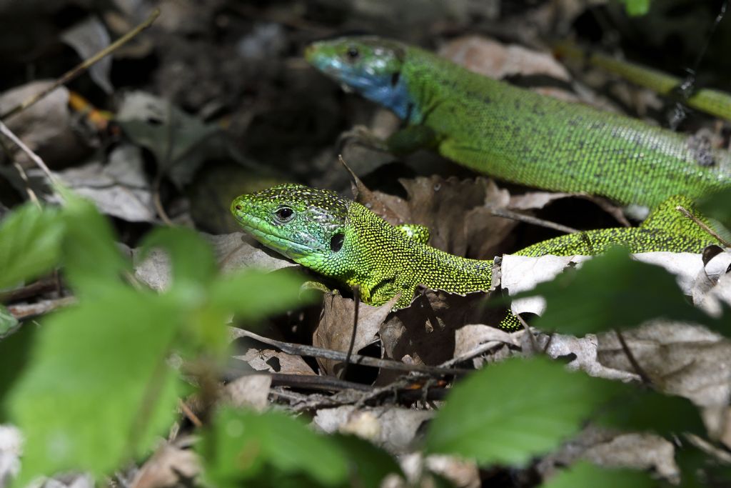 Ramarro, Lacerta bilineata
