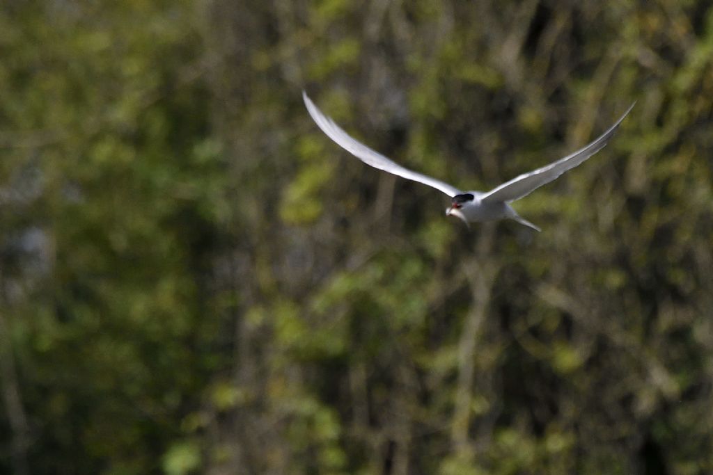 Sterna comune, Sterna hirundo