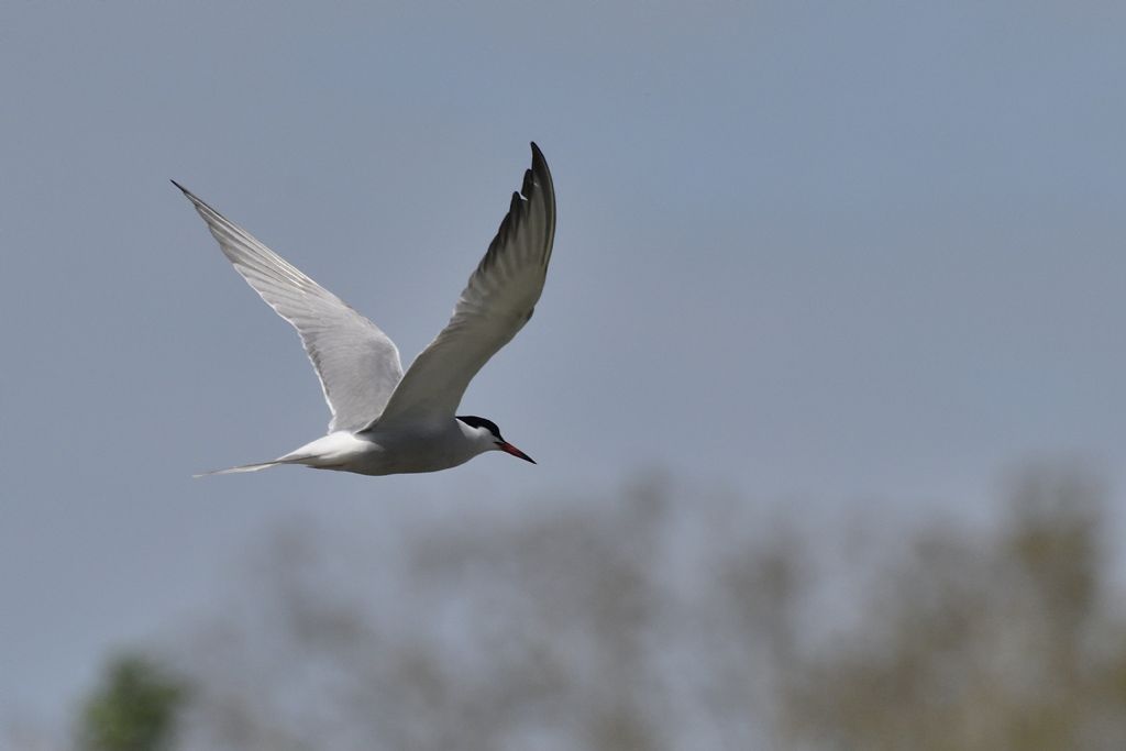 Sterna comune, Sterna hirundo