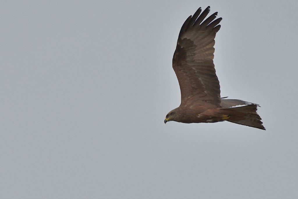 Nibbio bruno, Milvus migrans