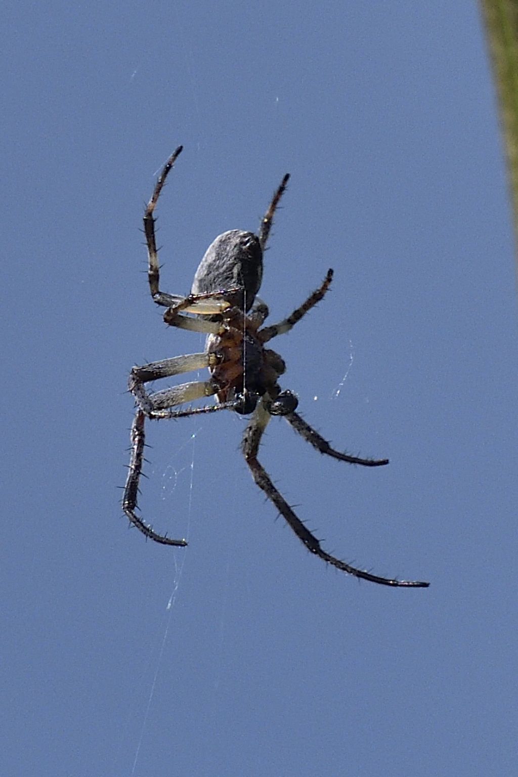 Maschio di Larinioides sp.