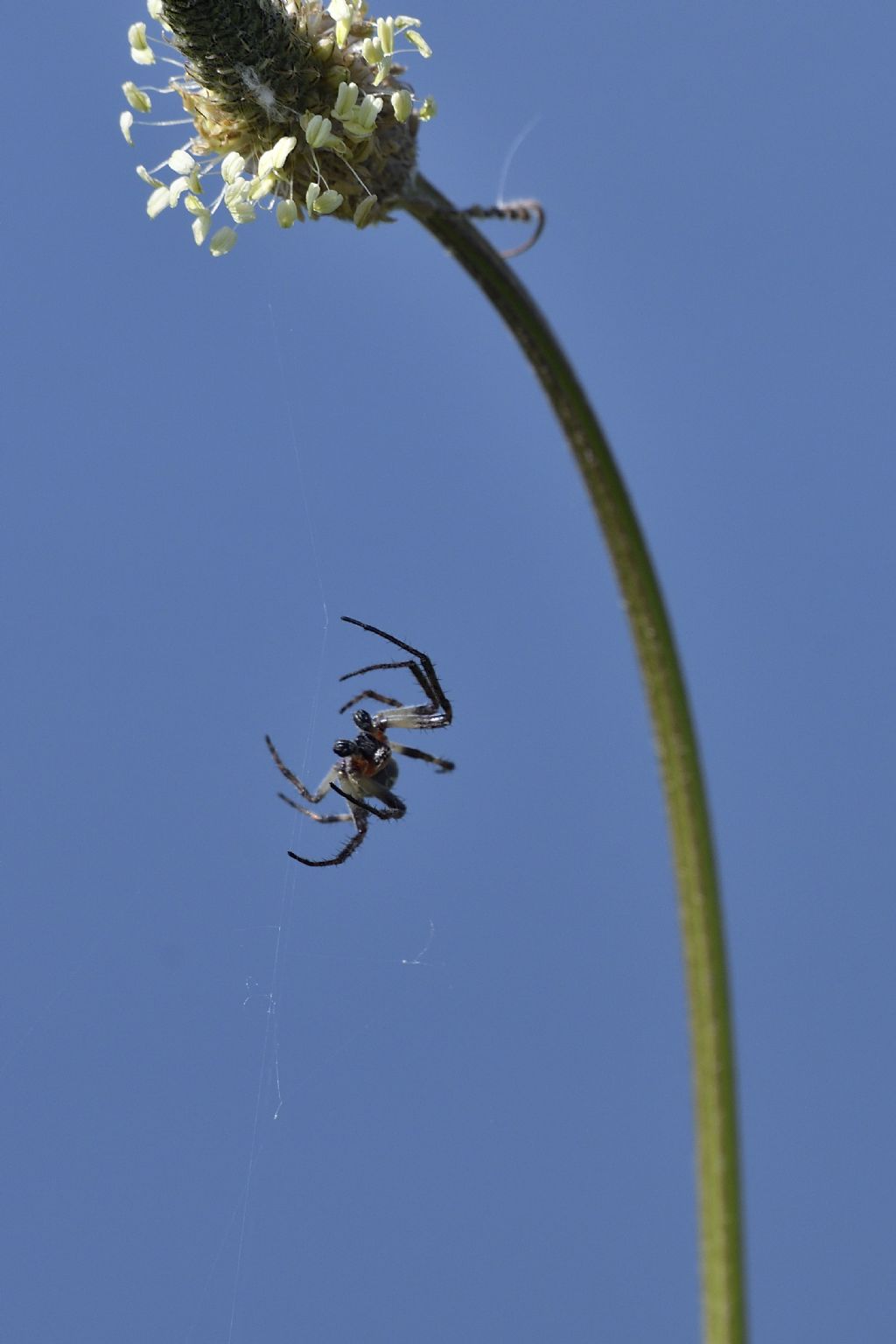 Maschio di Larinioides sp.
