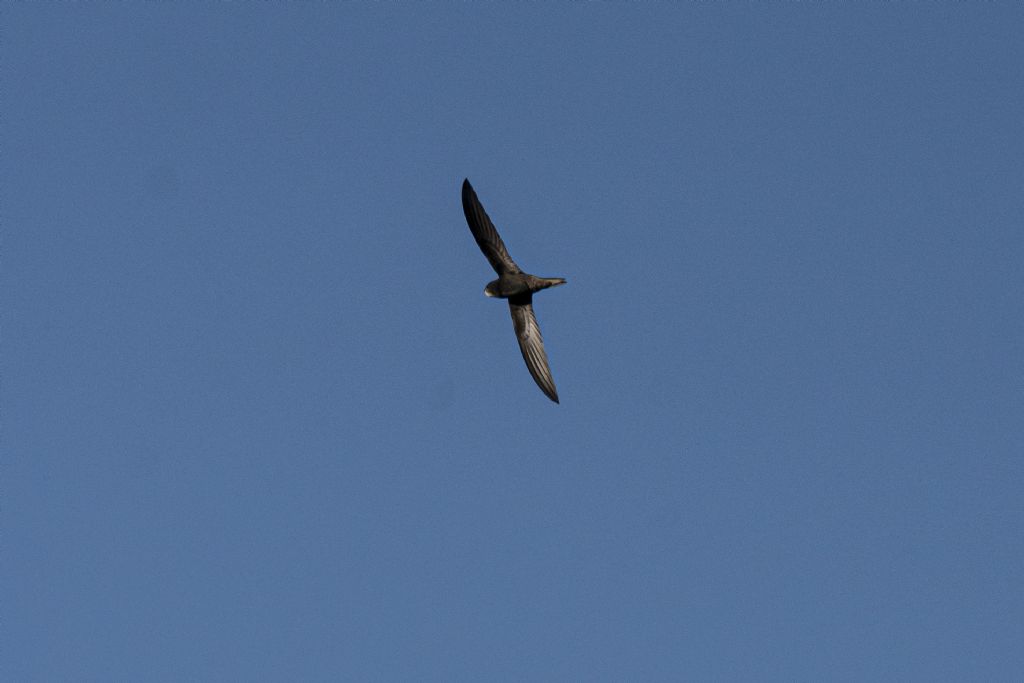 Da identificare, grazie