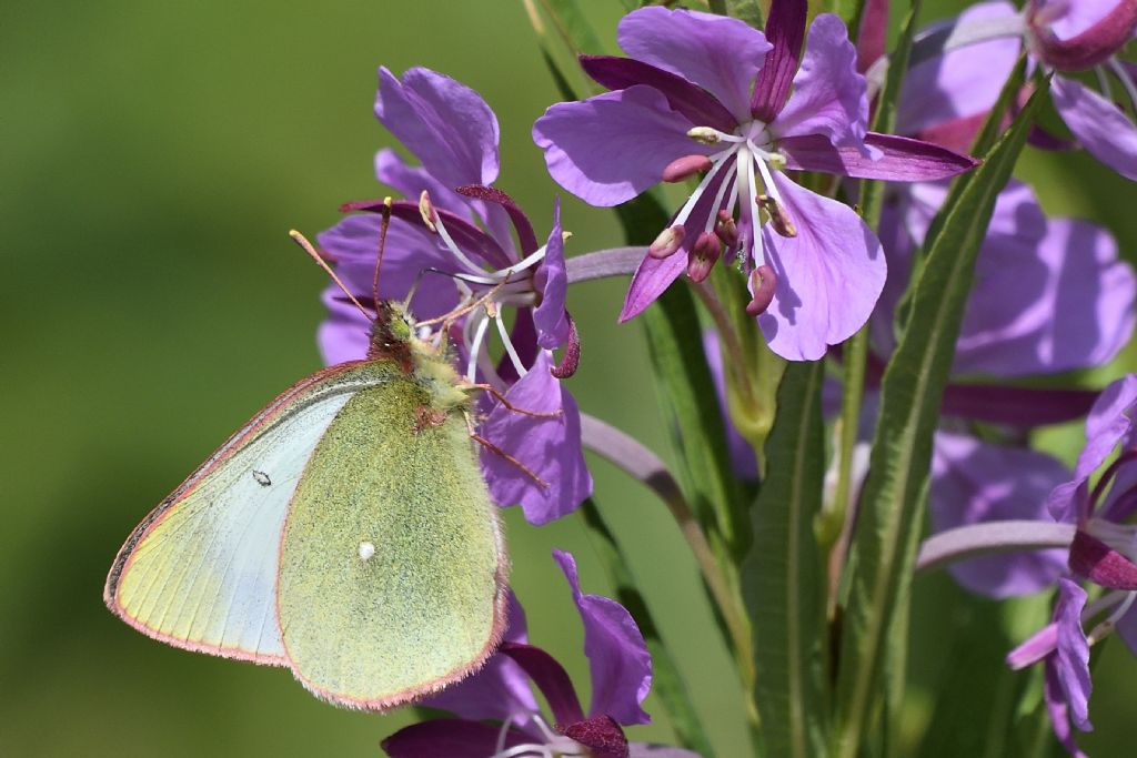 Colias palaeno ?