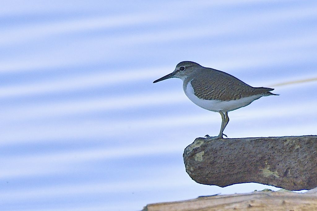 Piro piro piccoli, Actitis hypoleucos
