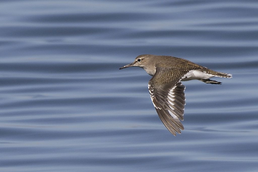 Piro piro piccoli, Actitis hypoleucos