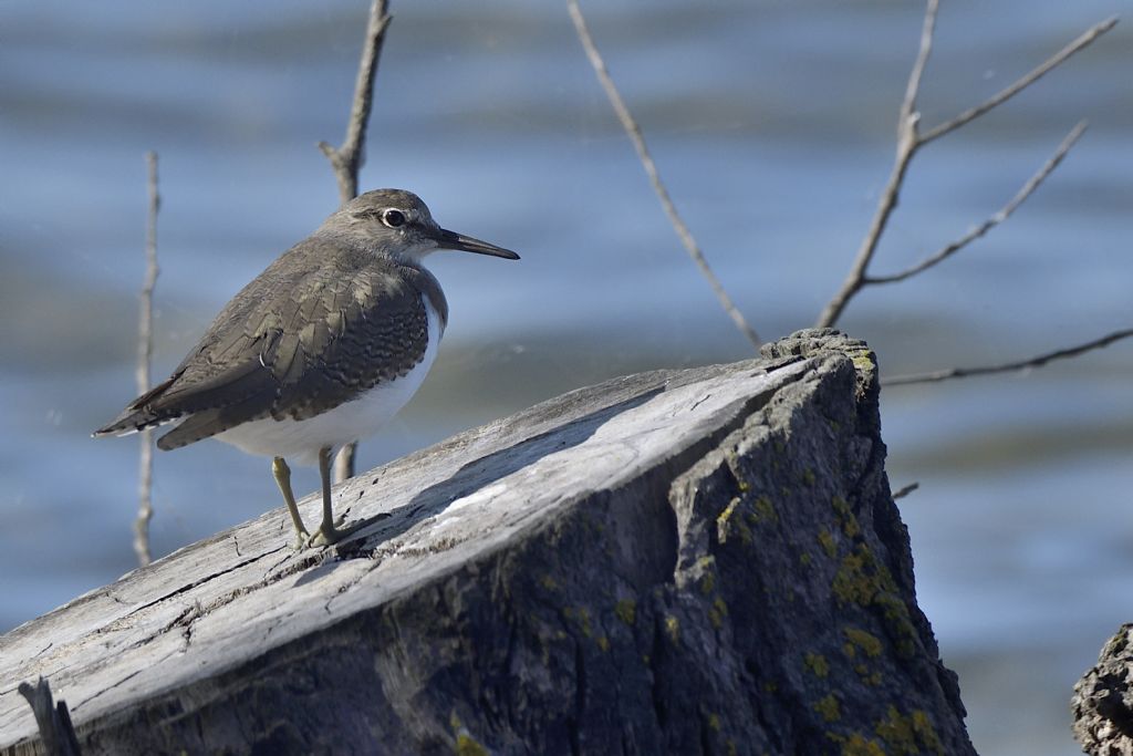 Piro piro piccoli, Actitis hypoleucos
