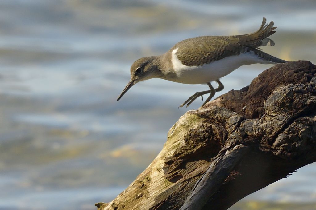 Piro piro piccoli, Actitis hypoleucos