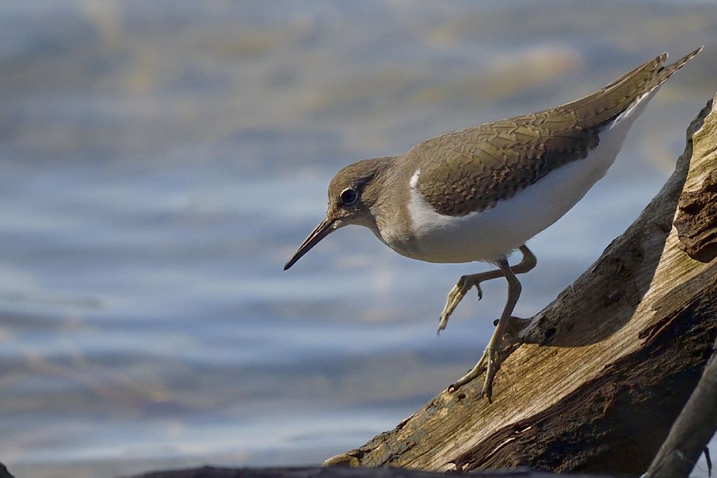 Piro piro piccoli, Actitis hypoleucos