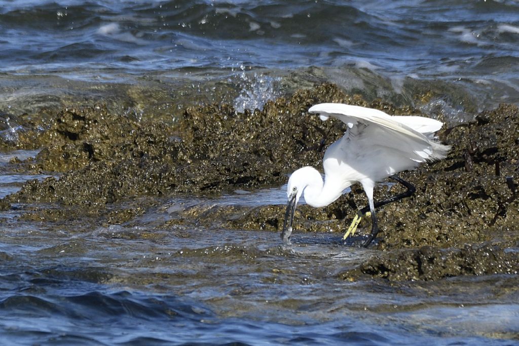 Egretta garzetta al mare