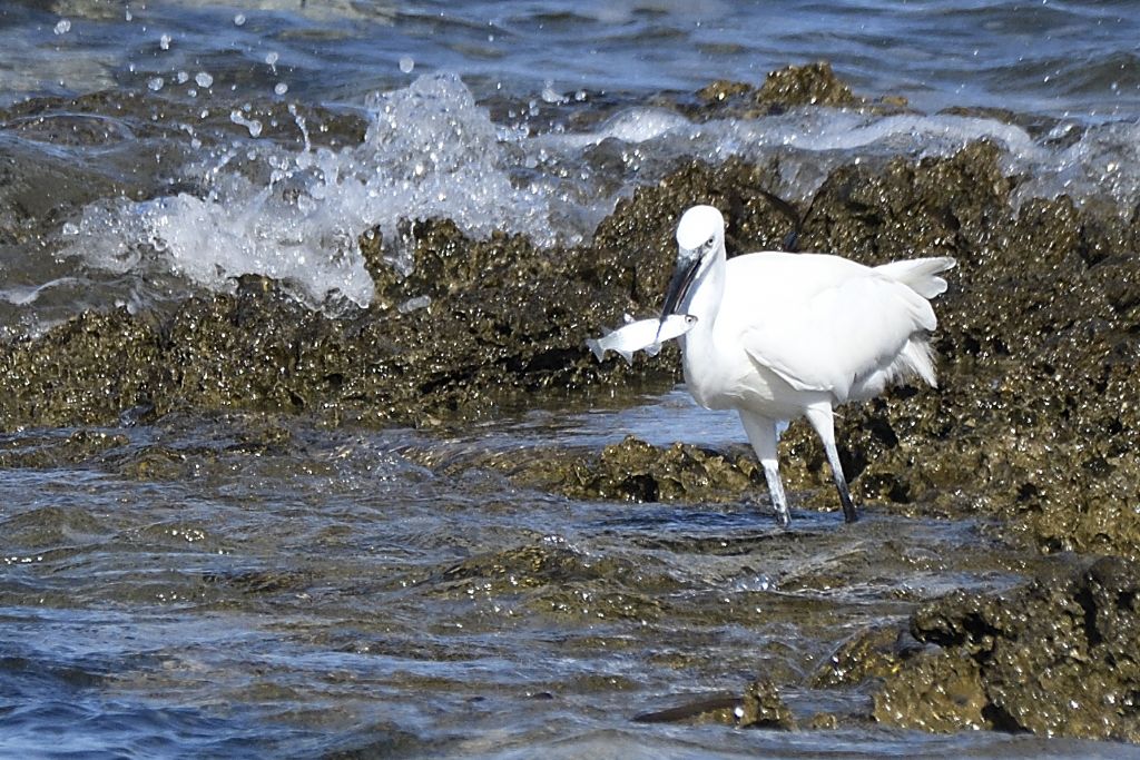 Egretta garzetta al mare
