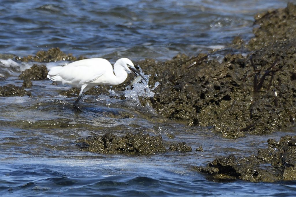 Egretta garzetta al mare