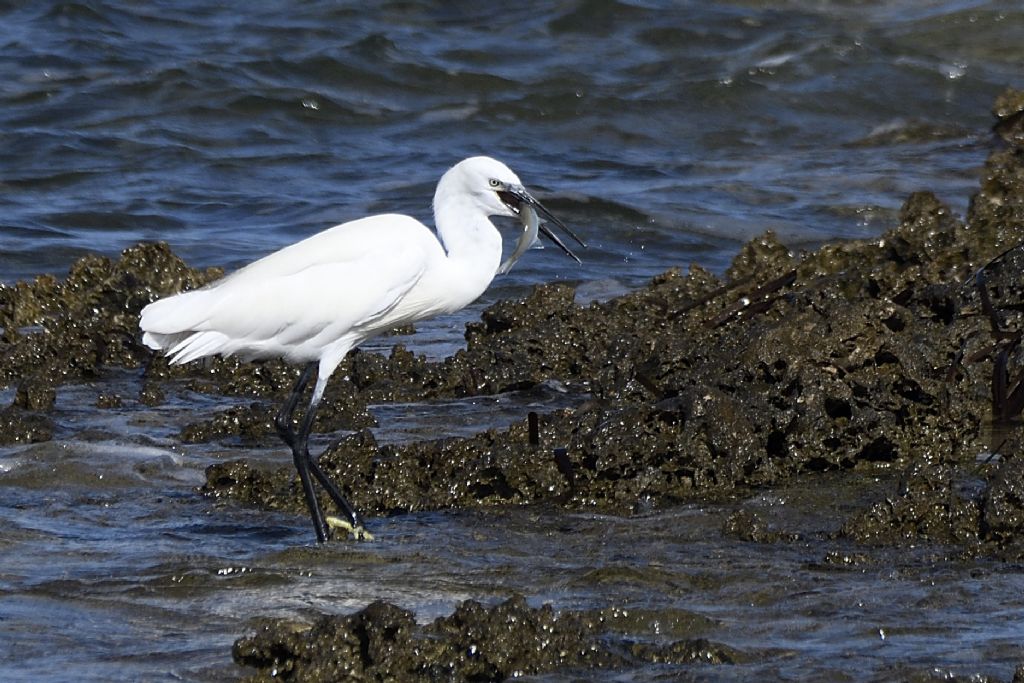 Egretta garzetta al mare