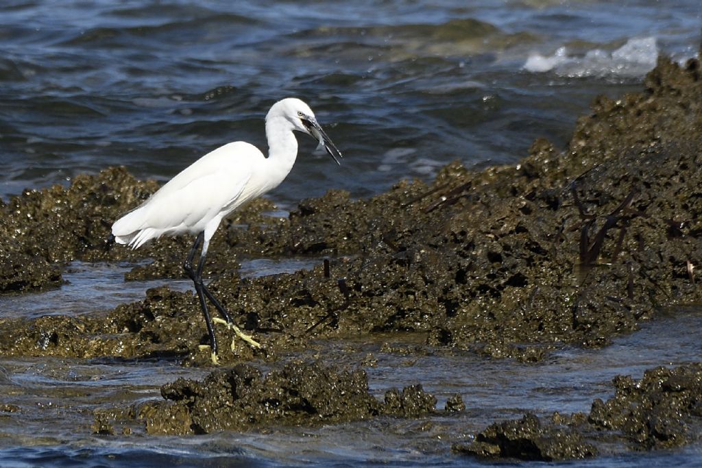 Egretta garzetta al mare