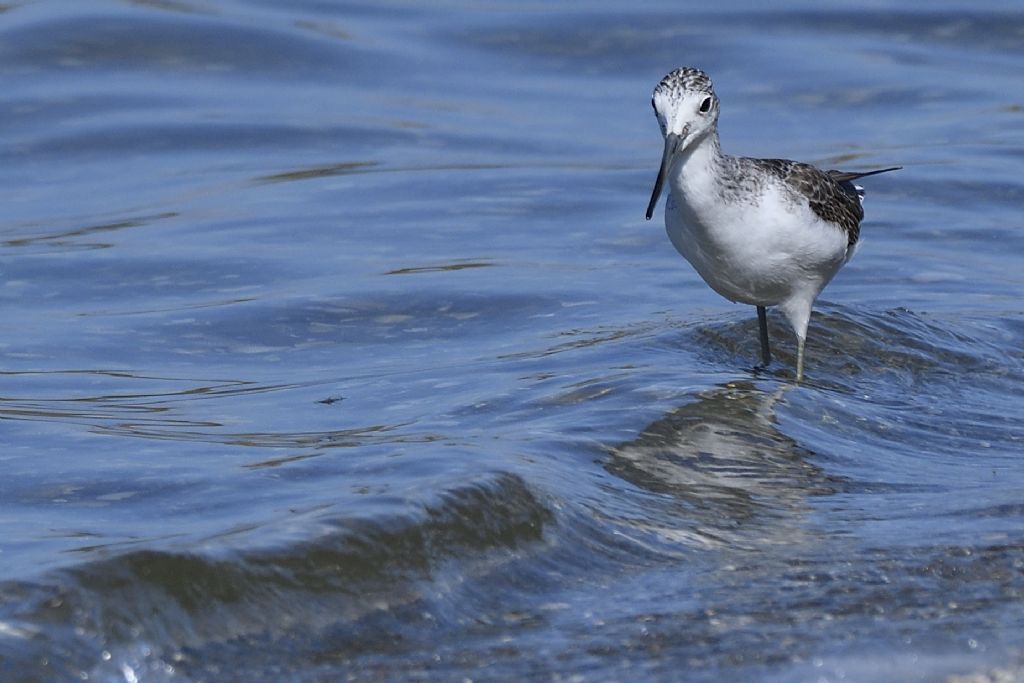 Pantana, Tringa nebularia