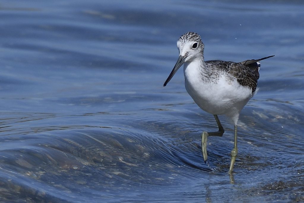 Pantana, Tringa nebularia