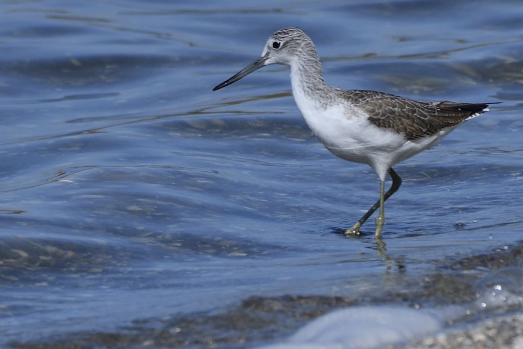 Pantana, Tringa nebularia