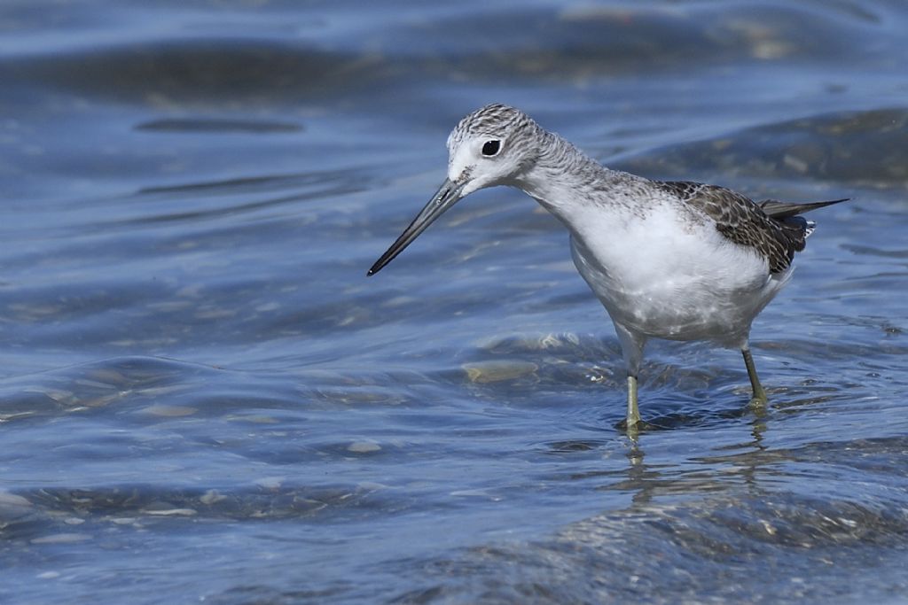 Pantana, Tringa nebularia