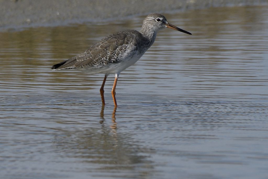 Pettegola, Tringa totanus