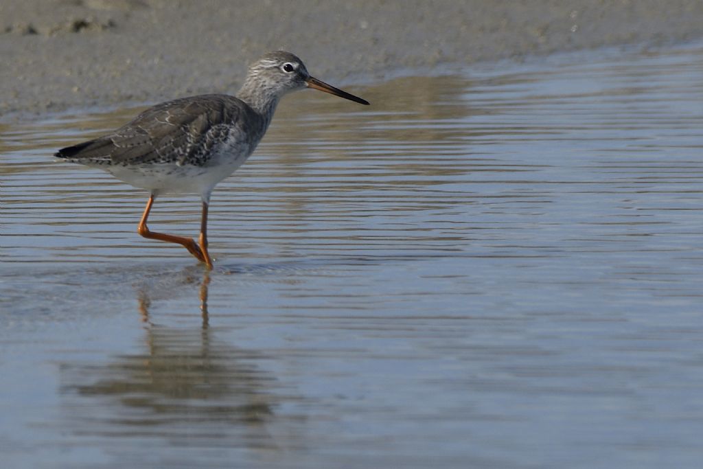 Pettegola, Tringa totanus