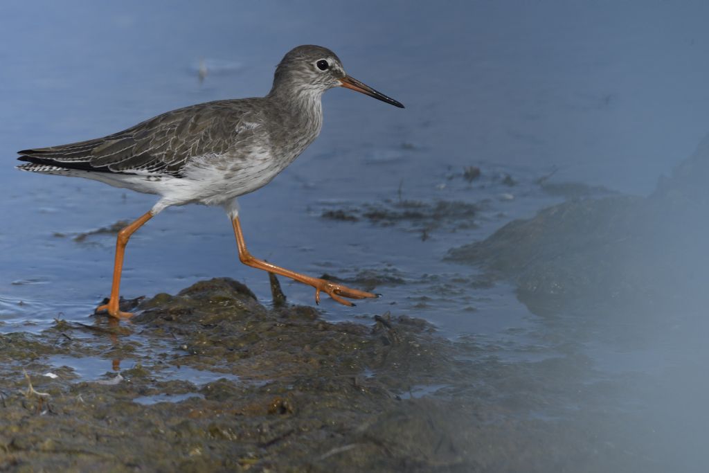 Pettegola, Tringa totanus
