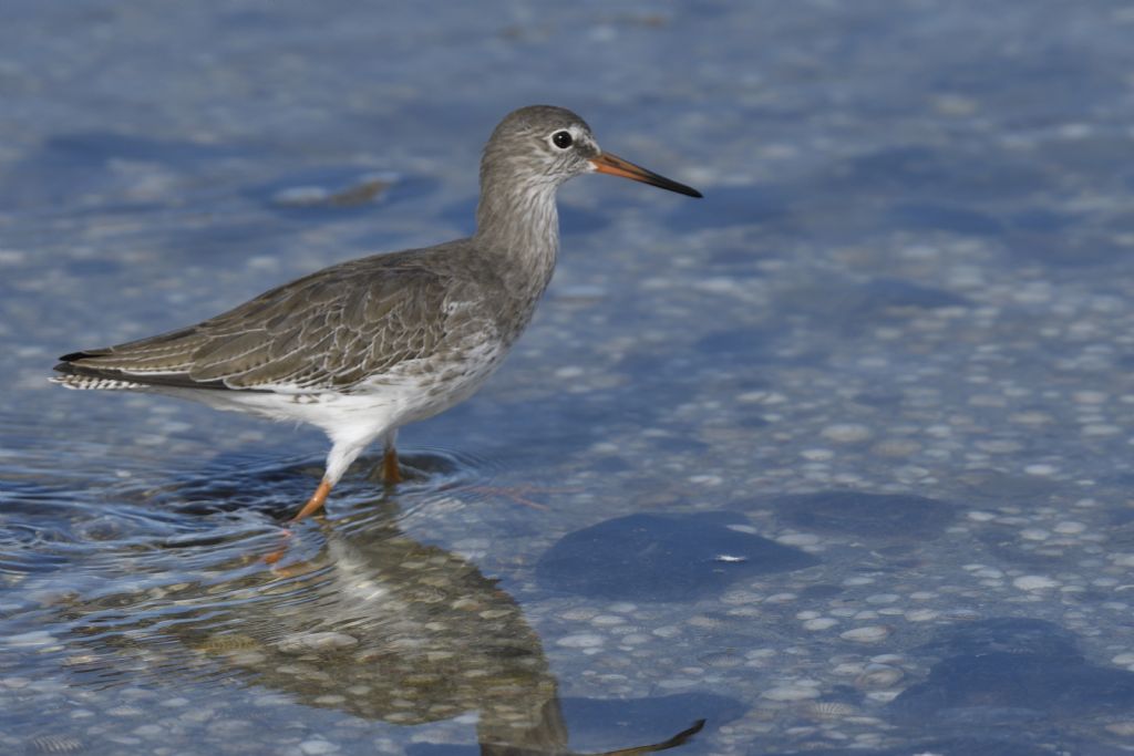 Pettegola, Tringa totanus