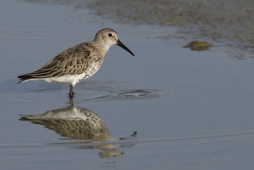 Piovanello comune, Calidris ferruginea