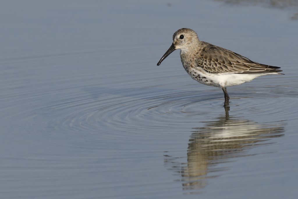 Piovanello comune, Calidris ferruginea