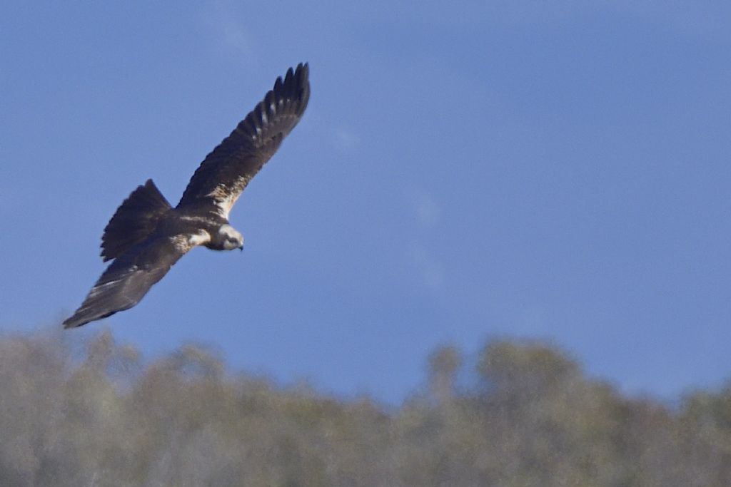 Falchi di palude, Circus aeruginosus