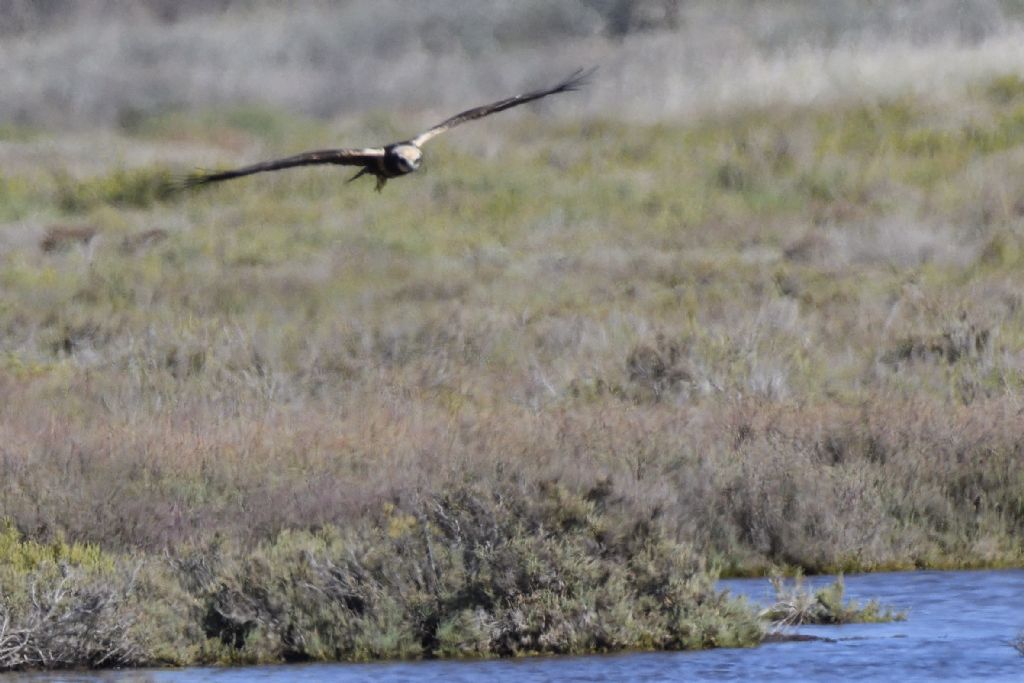Falchi di palude, Circus aeruginosus
