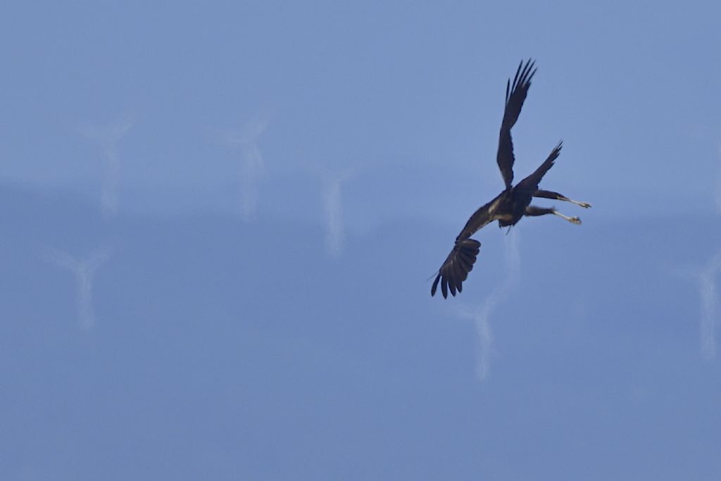 Falchi di palude, Circus aeruginosus