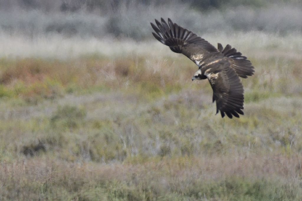 Falchi di palude, Circus aeruginosus