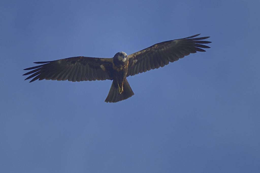 Falchi di palude, Circus aeruginosus