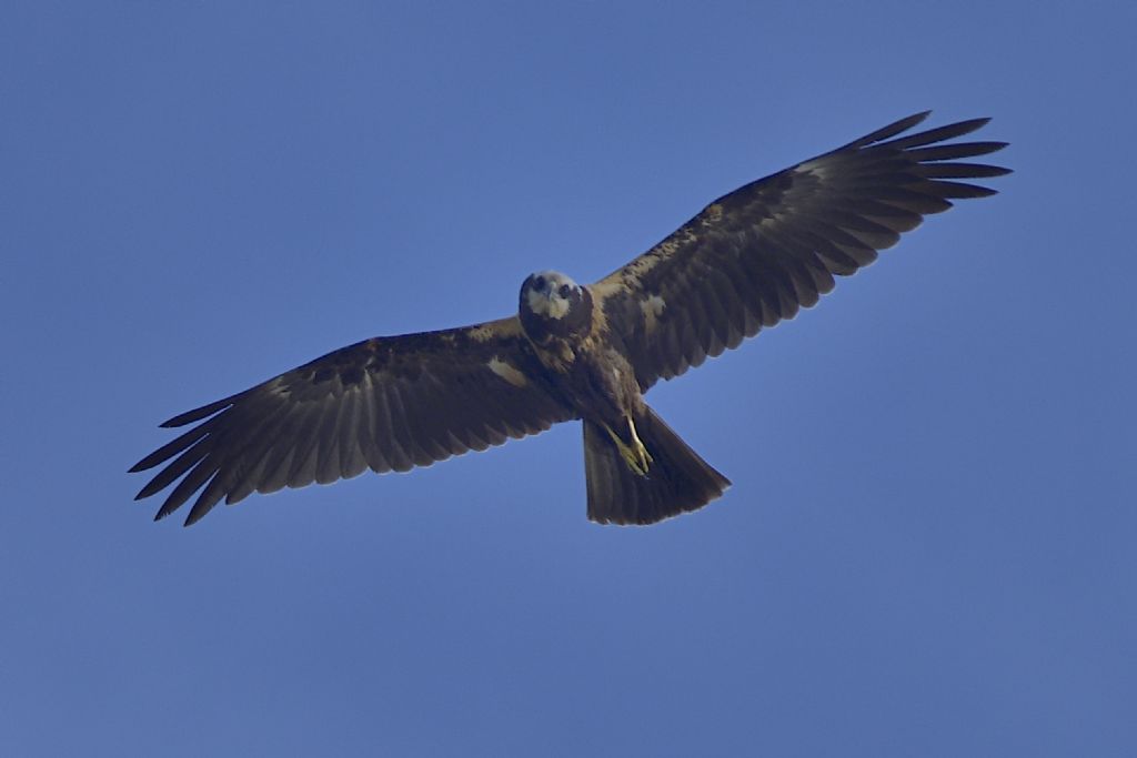 Falchi di palude, Circus aeruginosus