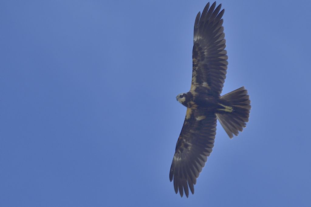 Falchi di palude, Circus aeruginosus