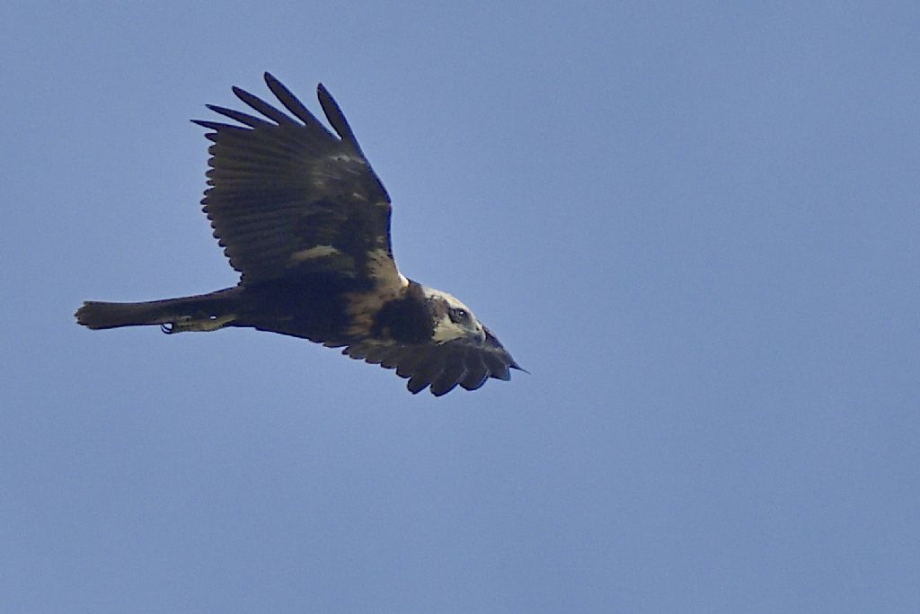 Falchi di palude, Circus aeruginosus