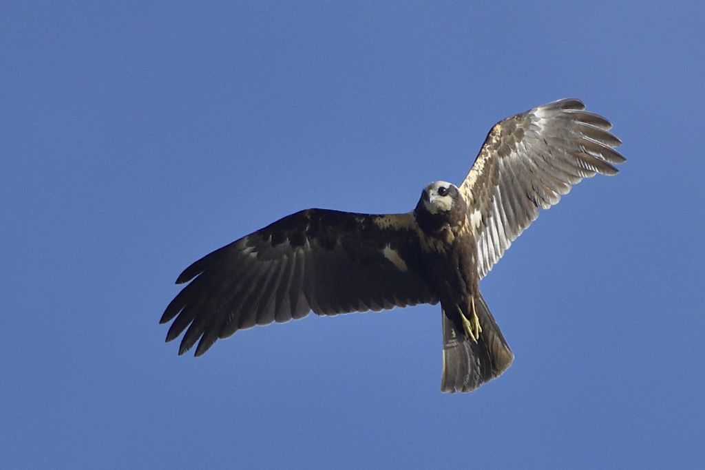 Falchi di palude, Circus aeruginosus