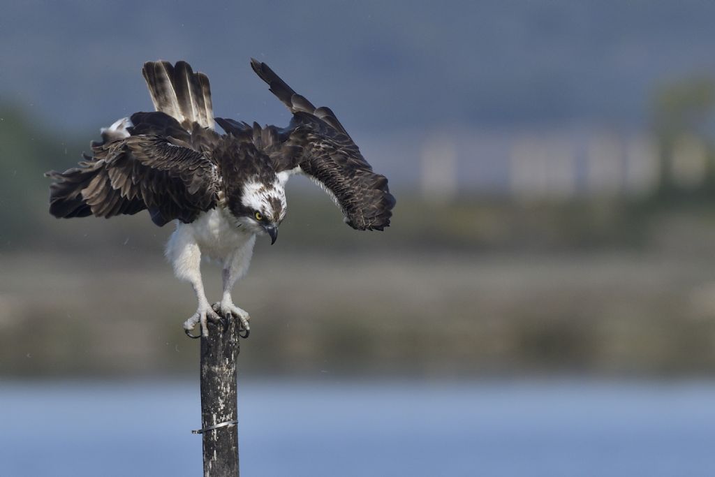 Falco pescatore, Pandion haliaetus