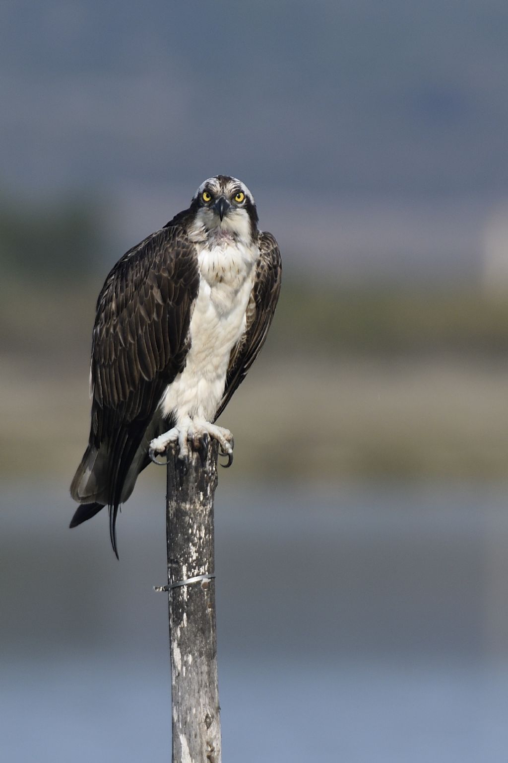Falco pescatore, Pandion haliaetus